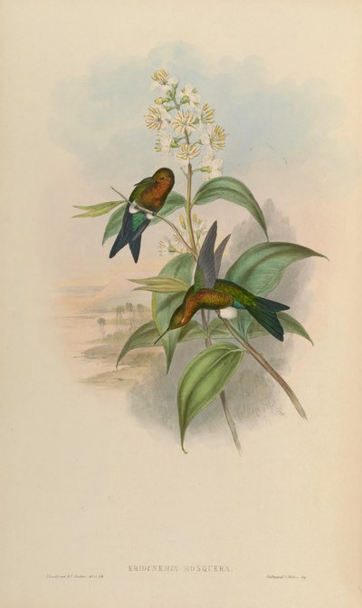 Eriocnemis mosquera von John Gould